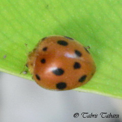 Epilachnini