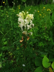 Pedicularis uralensis