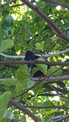 Turdus merula