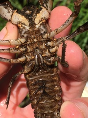 Cambarus smilax