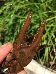 Cambarus smilax
