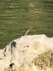 Hetaerina americana