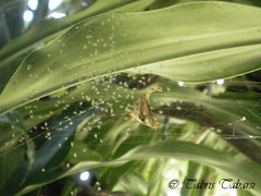 Argiope versicolor
