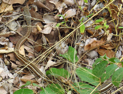 Psammophis subtaeniatus