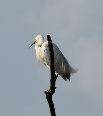 Egretta garzetta