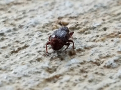 Conotrachelus posticatus