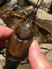 Cambarus chasmodactylus