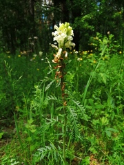 Pedicularis uralensis