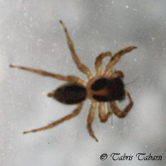 Salticidae