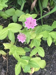 Astrantia major