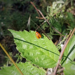 Cryptocephalus coryli