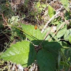 Cryptocephalus coryli