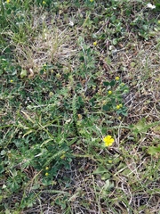 Potentilla