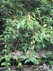 Ligustrum lucidum