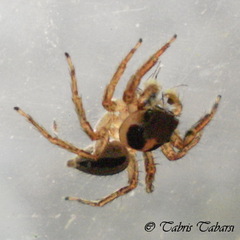 Salticidae