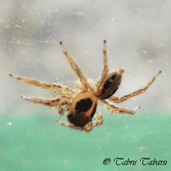 Salticidae