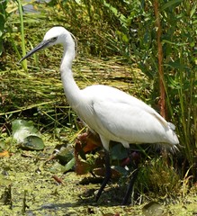 Egretta garzetta