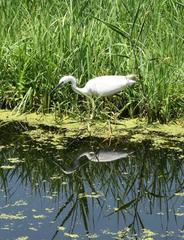 Egretta garzetta