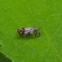 Tachycixius pilosus