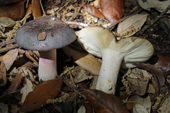 Russula grisea