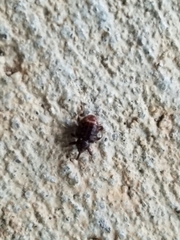 Conotrachelus posticatus