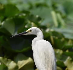 Egretta garzetta