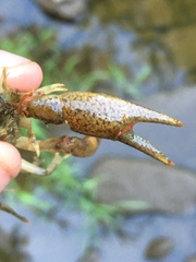 Faxonius cristavarius