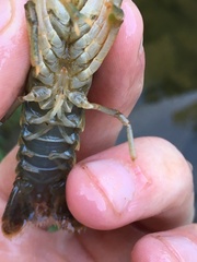 Faxonius cristavarius