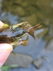 Faxonius cristavarius