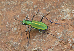 Cicindela whithillii