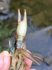 Faxonius cristavarius