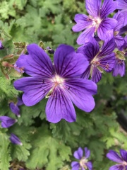 Geranium pyrenaicum