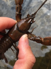 Cambarus smilax