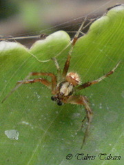 Araneae