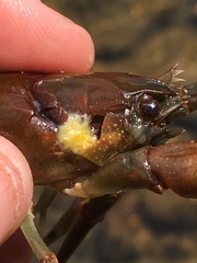 Cambarus chasmodactylus