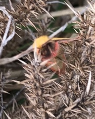 Diacrisia sannio