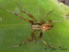 Araneae