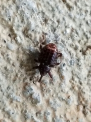 Conotrachelus posticatus