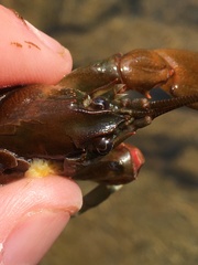 Cambarus chasmodactylus