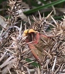 Diacrisia sannio