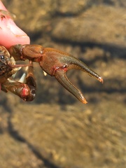 Cambarus chasmodactylus