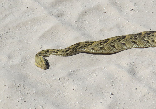 Puff Adder