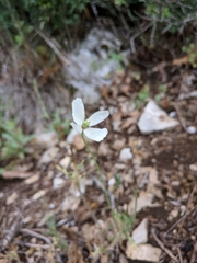 Papaver albiflorum
