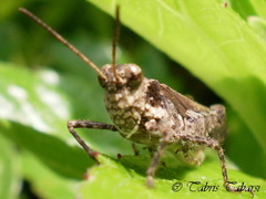 Trilophidia annulata