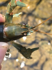 Cambarus chasmodactylus