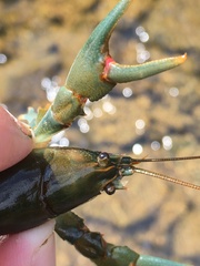 Cambarus chasmodactylus