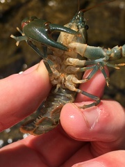 Cambarus chasmodactylus
