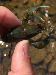 Cambarus chasmodactylus