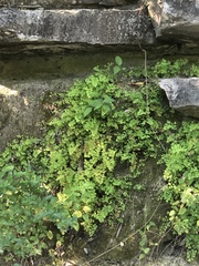 Adiantum capillus-veneris