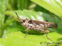 Trilophidia annulata